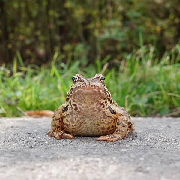 Grenouille d'eau commune sur la chaussée. Vue de face — Photo