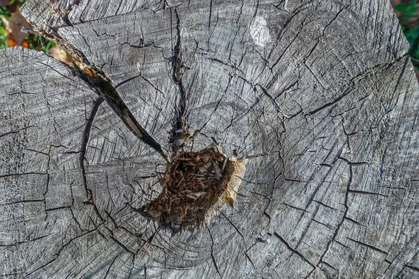 Hölzerne Textur einen geschnittenen Baum. alter Baumstumpf grau mit großen Rissen Nahaufnahme Verwendung für Hintergrund. — Stockfoto