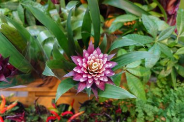 Güzel Guzmania, Bromeliad çiçekleri. Florida, güney Meksika, Orta Amerika ve kuzey ve batı Güney Amerika'ya özgü bu çiçek.