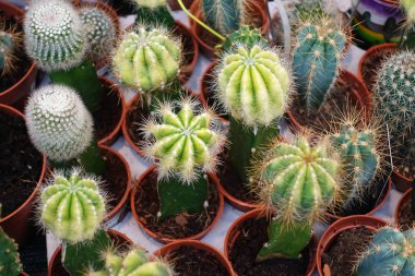 Birçok küçük dekoratif kaktüsler. Evde kaktüs yetiştiriciliği