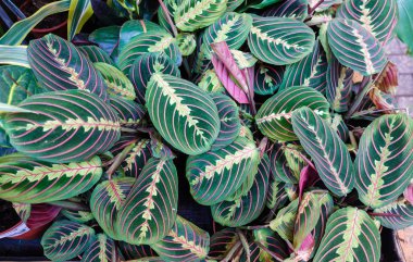 Egzotik Maranta Leuconeura Fascinator bitki güzel renk çiçek arka plan bırakır
