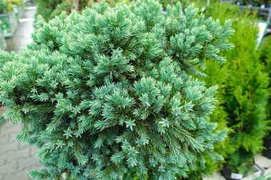 Küçük genç çam ağaçlarının yakın çekim