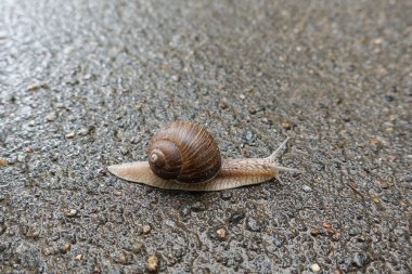 Yolun kaldırımında büyük üzüm salyangozu