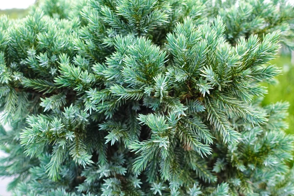 Close up shot of the small young pine trees — Stock Photo, Image