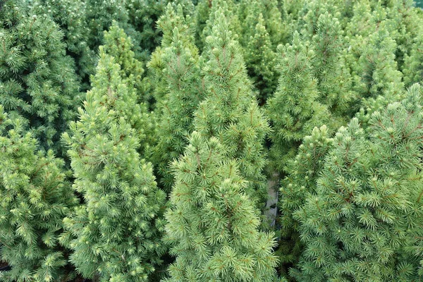 Close up shot of the small young pine trees — Stock Photo, Image