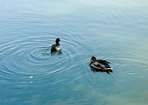 Dwa młode małe Dzikie kaczki na jeziorze. — Zdjęcie stockowe