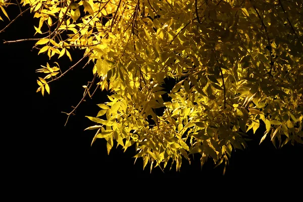 Baum mit gelben Blättern im Licht der Laternen. vor dem Hintergrund des nachtschwarzen Himmels. — Stockfoto