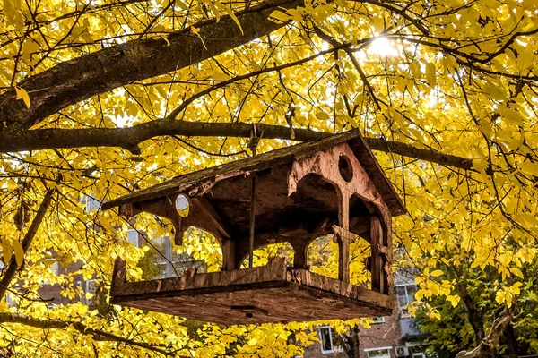 Stará domácí krmítka na větvi stromu v podzimním parku. Podzimní stromy a listy. — Stock fotografie