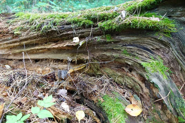 森の中の古い丸太は緑の苔で覆われていた。閉鎖 — ストック写真