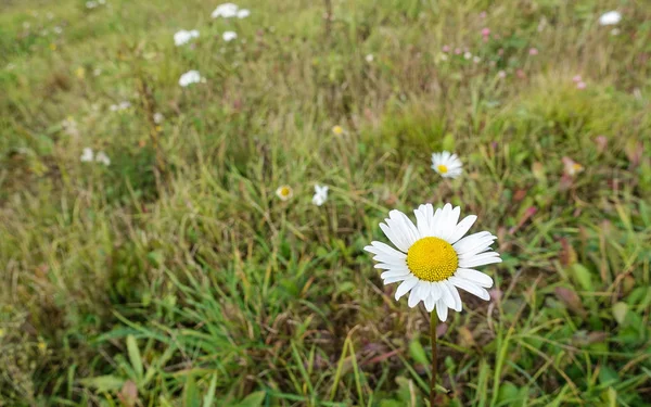 Flor de manzanilla silvestre en el campo. Otoño —  Fotos de Stock