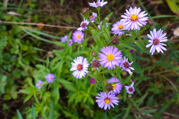 Wildbloemen close-up. Klaver en andere bloemen. Wilde natuur. — Stockfoto