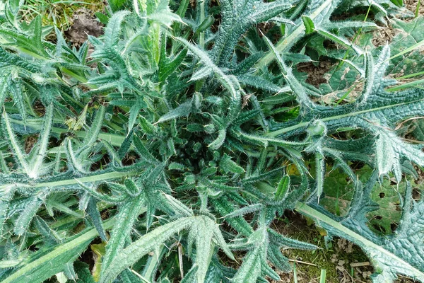 Prickly plante de champ vert. De jeunes feuilles de tartre. Tatarnik est une mauvaise herbe épineuse . — Photo