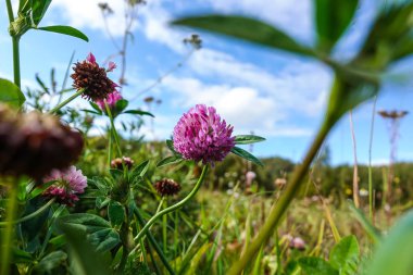 Yonca çiçekleri mavi gökyüzüne karşı tarlada. Kır çiçekleri