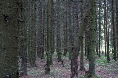 Yoğun çam ormanı. Dayanıklı çalılık. Yaz.