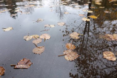 Yağmur birikintisinde sonbahar yaprakları. Sonbahar konsepti