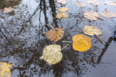 Yağmur birikintisinde sonbahar yaprakları. Sonbahar konsepti