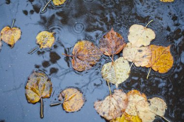 Yağmur birikintisinde sonbahar yaprakları. Sonbahar konsepti