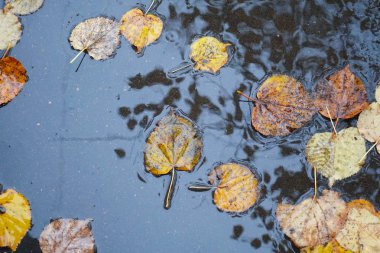 Yağmur birikintisinde sonbahar yaprakları. Sonbahar konsepti