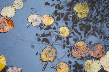 Yağmur birikintisinde sonbahar yaprakları. Sonbahar konsepti