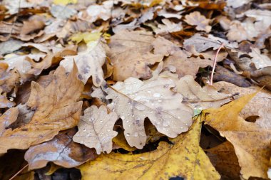Düşen yaprakların sonbahar arkaplanı.