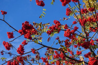 Mavi gökyüzüne karşı dallarda kırmızı yaban mersini. Sonbahar Hasat Zamanı