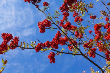 Mavi gökyüzüne karşı dallarda kırmızı yaban mersini. Sonbahar Hasat Zamanı