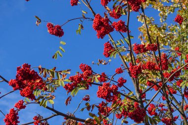 Mavi gökyüzüne karşı dallarda kırmızı yaban mersini. Sonbahar Hasat Zamanı