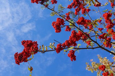 Mavi gökyüzüne karşı dallarda kırmızı yaban mersini. Sonbahar Hasat Zamanı