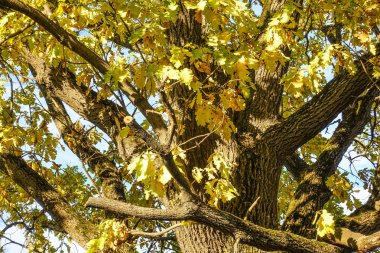 Sonbahar meşesi. Sonbaharda parlak sarı meşe. Tahta