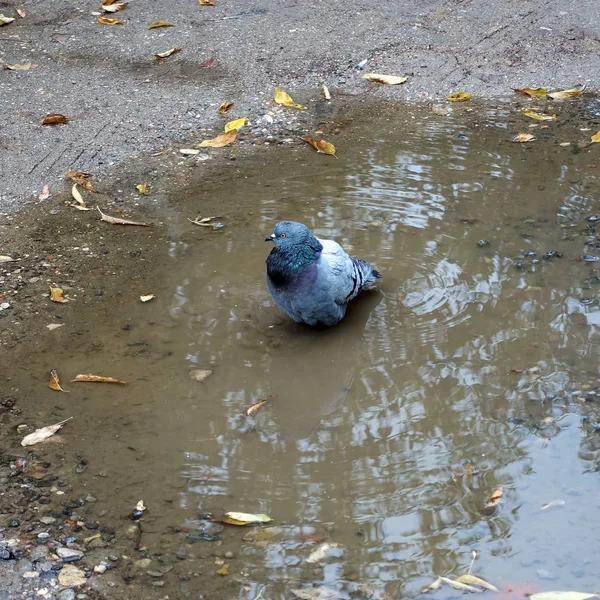Um pombo urbano no meio de uma poça. Pássaro na cidade — Fotografia de Stock