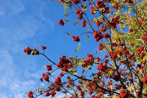 Red rowan berries on the branches against the blue sky. Autumn Harvest Time — Stock Photo, Image