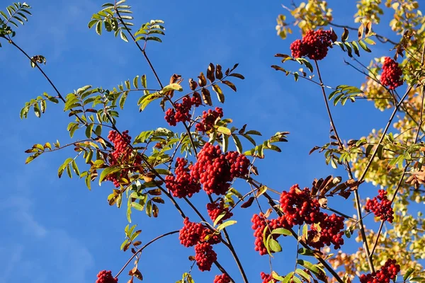 Mavi gökyüzüne karşı dallarda kırmızı yaban mersini. Sonbahar Hasat Zamanı