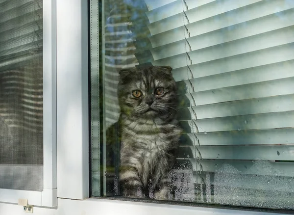 Gato Escocés Fuera Ventana Mirando Afuera —  Fotos de Stock