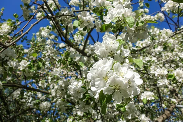 Blommande Fruktträd Med Stora Vita Blommor Mot Blå Himmel — Stockfoto