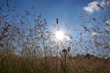 Gün ışığında çayır çimeni. Doğal arkaplan