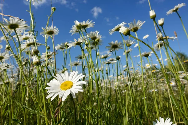 Chamomiles Tegen Blauwe Hemel Uitzicht Vanaf Onder — Stockfoto