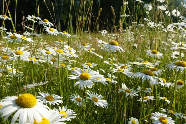 Chamomiles Mot Den Blå Himlen Underifrån — Stockfoto