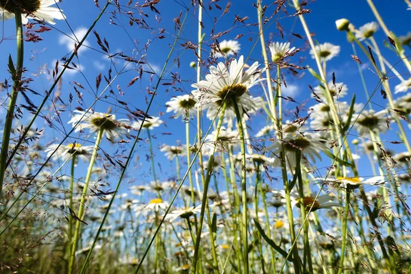 Chamomiles Tegen Blauwe Hemel Uitzicht Vanaf Onder — Stockfoto