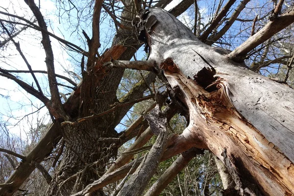 Gevallen Gebroken Zwaar Beschadigde Bomen Diepe Bossen — Stockfoto