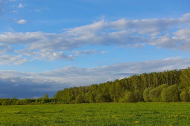 Bahar çiçekleri ve mükemmel gökyüzü.