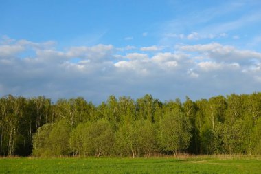 Bahar çiçekleri ve mükemmel gökyüzü.