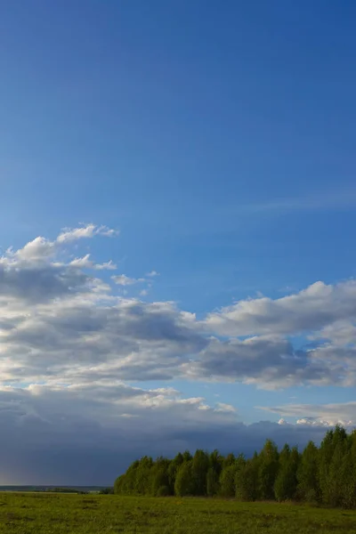 Fält Våren Blommor Och Perfekt Himmel — Stockfoto