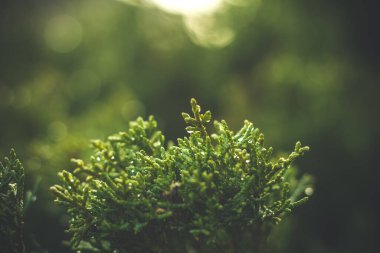 Yeşil bir ağacın yanına. Sabah çiyleri, bitkinin üzerine su damlaları. Doğal arka plan. Koyu arkaplan