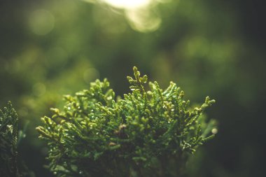 Yeşil bir ağacın yanına. Sabah çiyleri, bitkinin üzerine su damlaları. Doğal arka plan. Koyu arkaplan