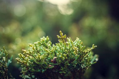 Bitkinin üzerinde sabah çiği. Doğal olarak kapat arkaplanı