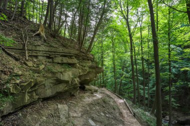 path in the forest. Mountain trail. Nature background.