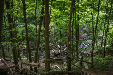 Big trees on the rocks. green forest in the morning. Mountain river