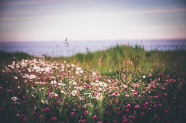 Papatya ve yonca tarlasında gün batımı. Sinekler ve okyanus. 