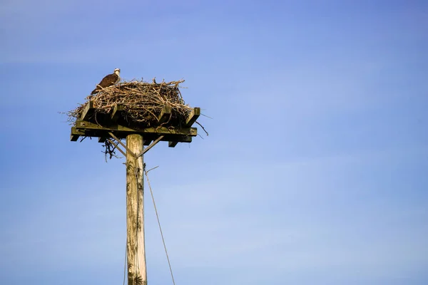 Asiento Águila Águila Pescadora Salvaje Gran Nido —  Fotos de Stock