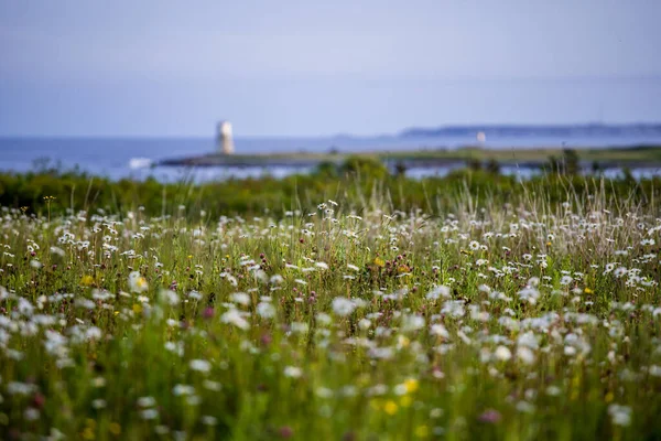 Sunset in the field of cammomile and clovers. Flovers and ocean. Light house island. Sunset, pink sky